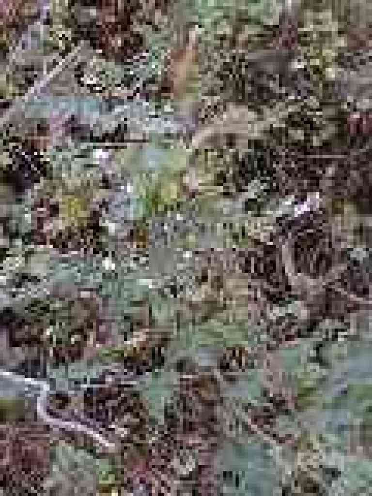 Snowberries