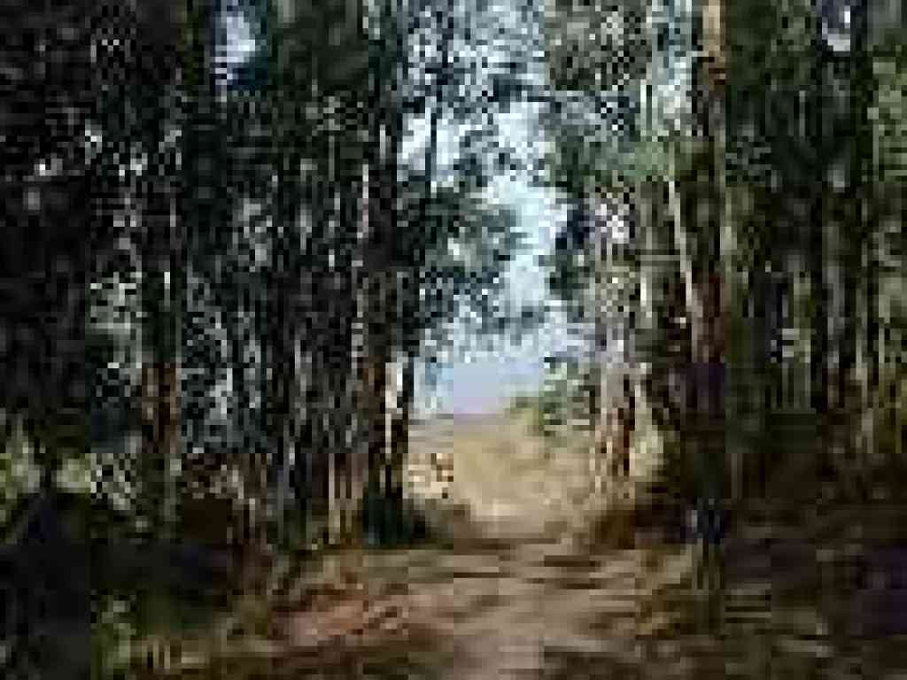 Eucalyptus