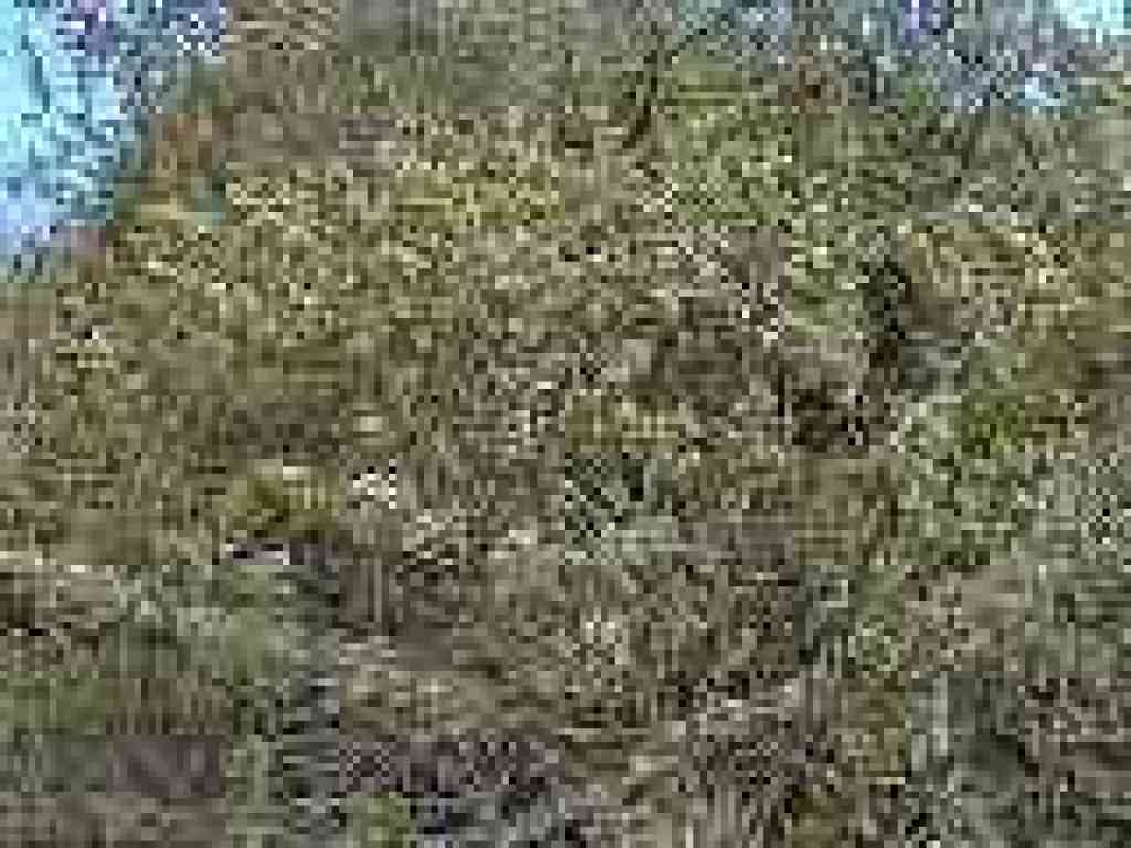 Coyote brush