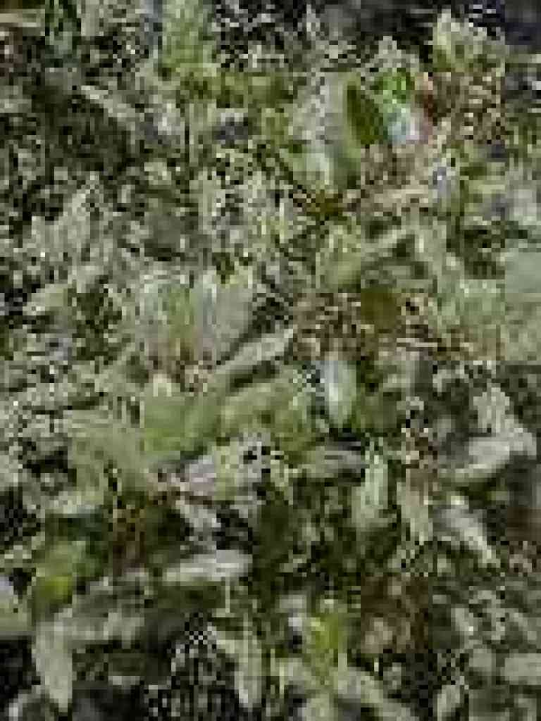 Coast live oak