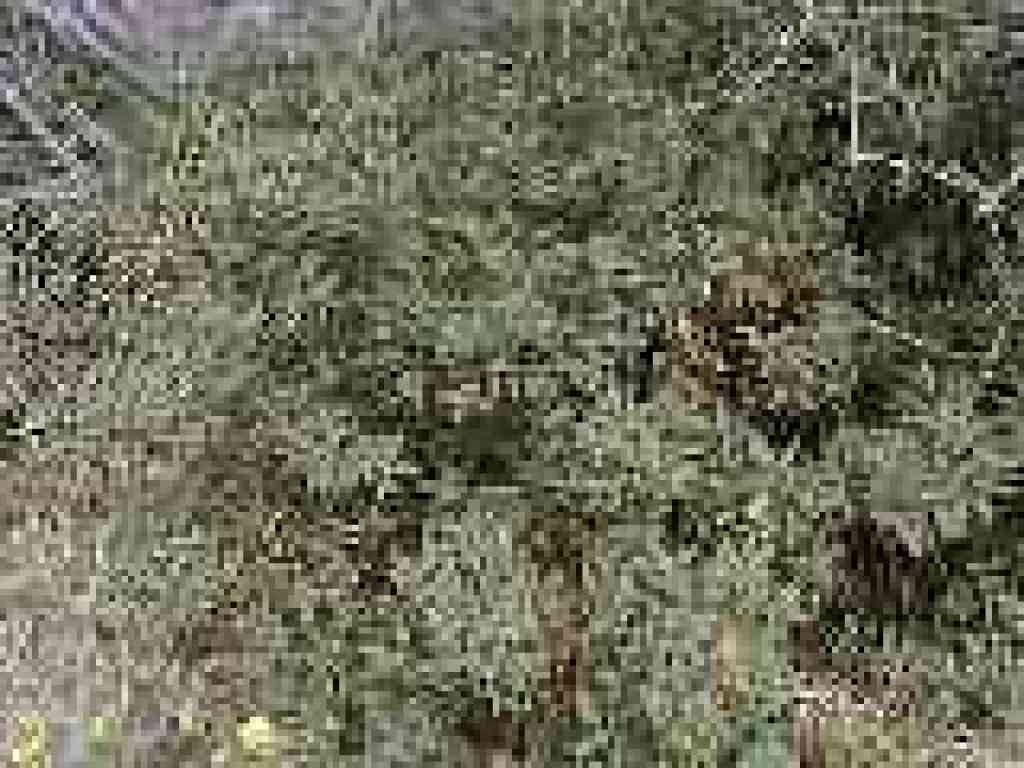 Coffeeberry