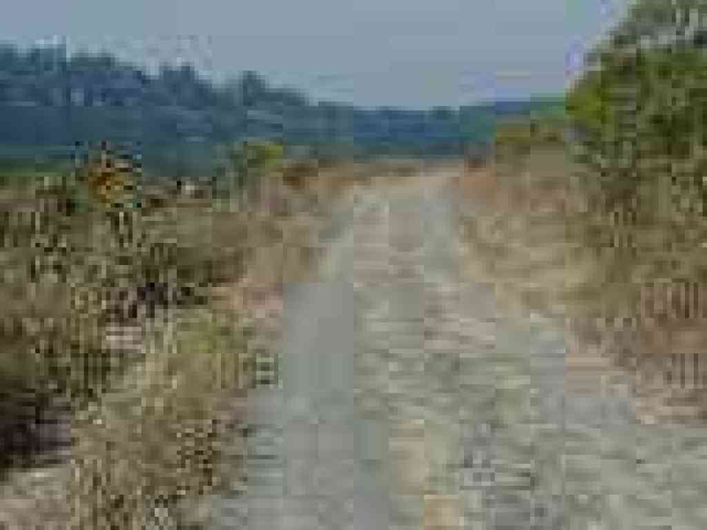 Cardoon Alley