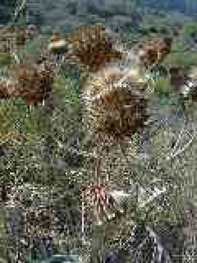 Cardoon