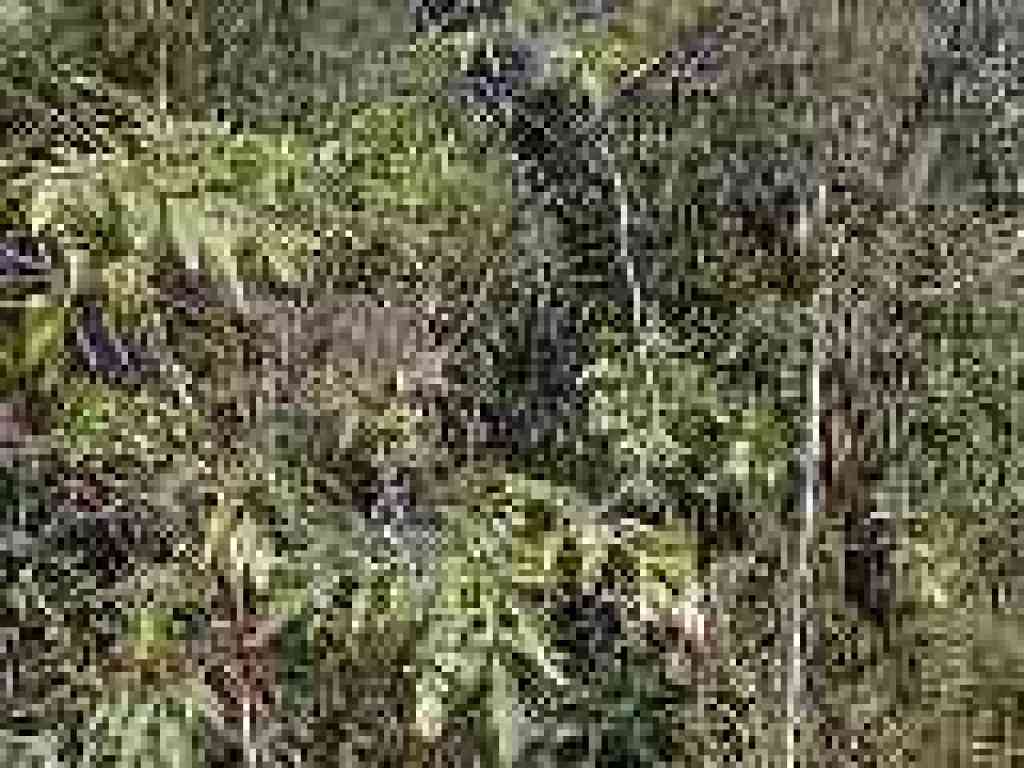 Elderberry