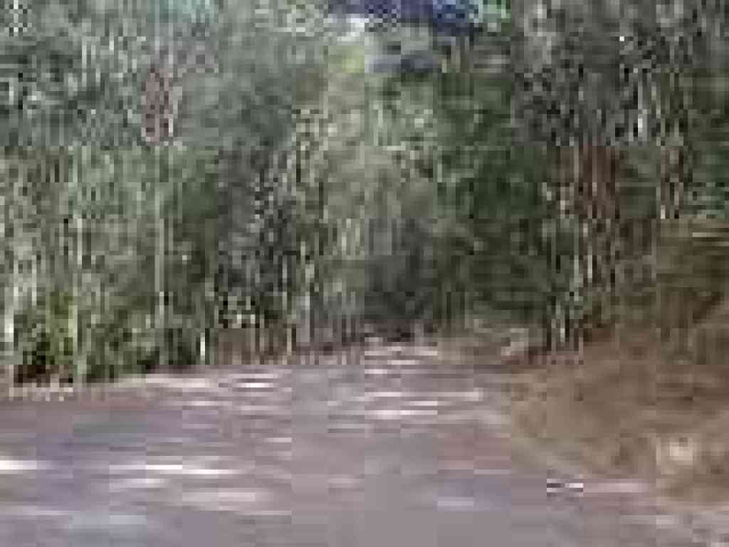 Into Tilden Nature Area
