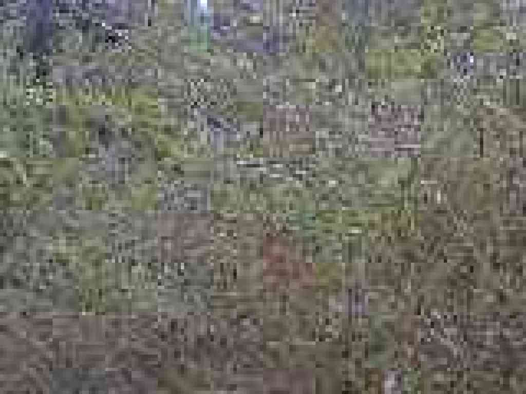 Broom