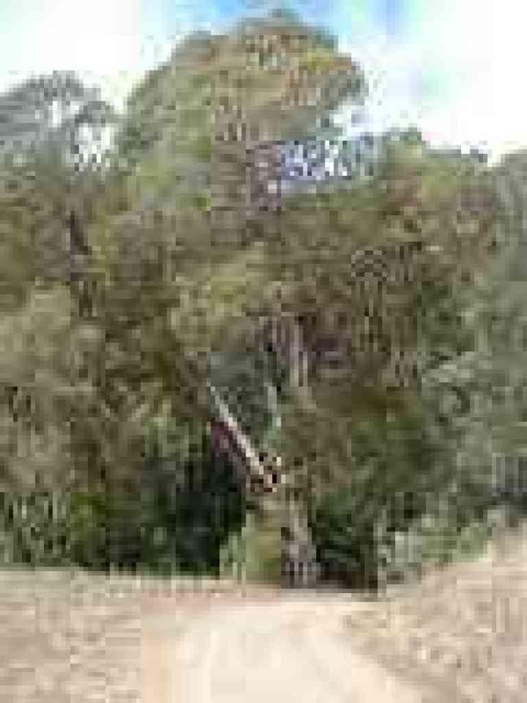 Eucalyptus