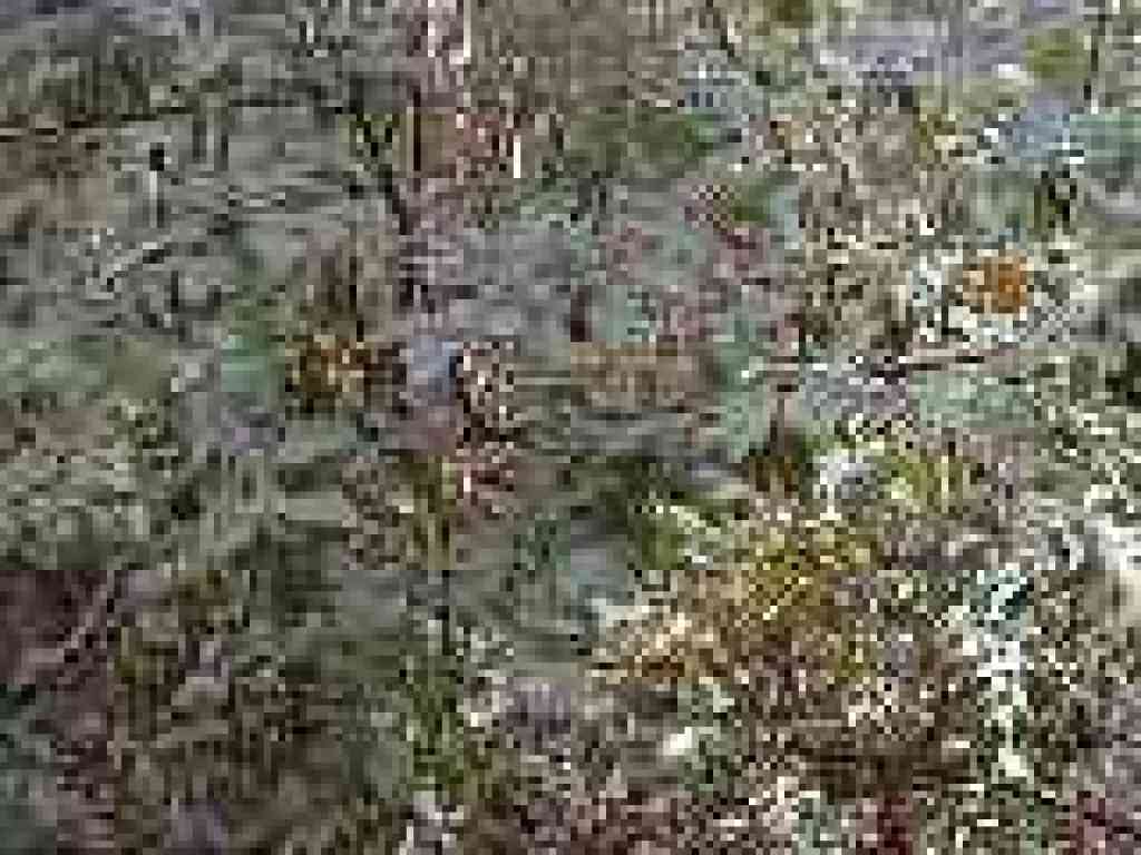 Cotoneaster
