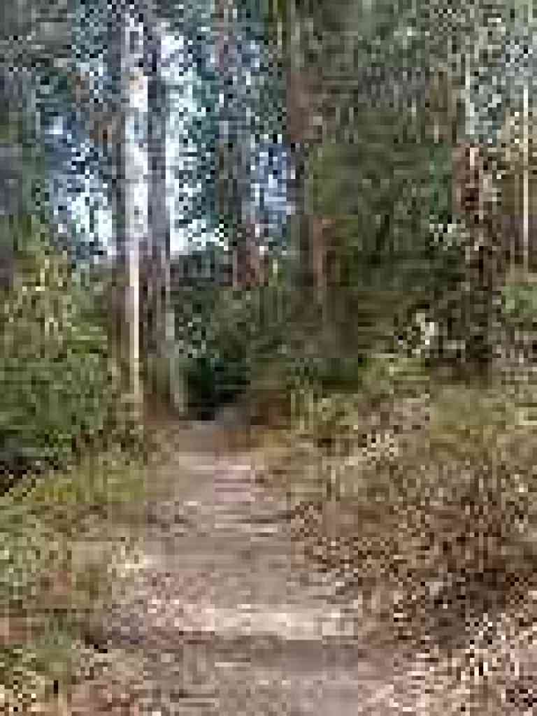 Wildcat Peak Trail