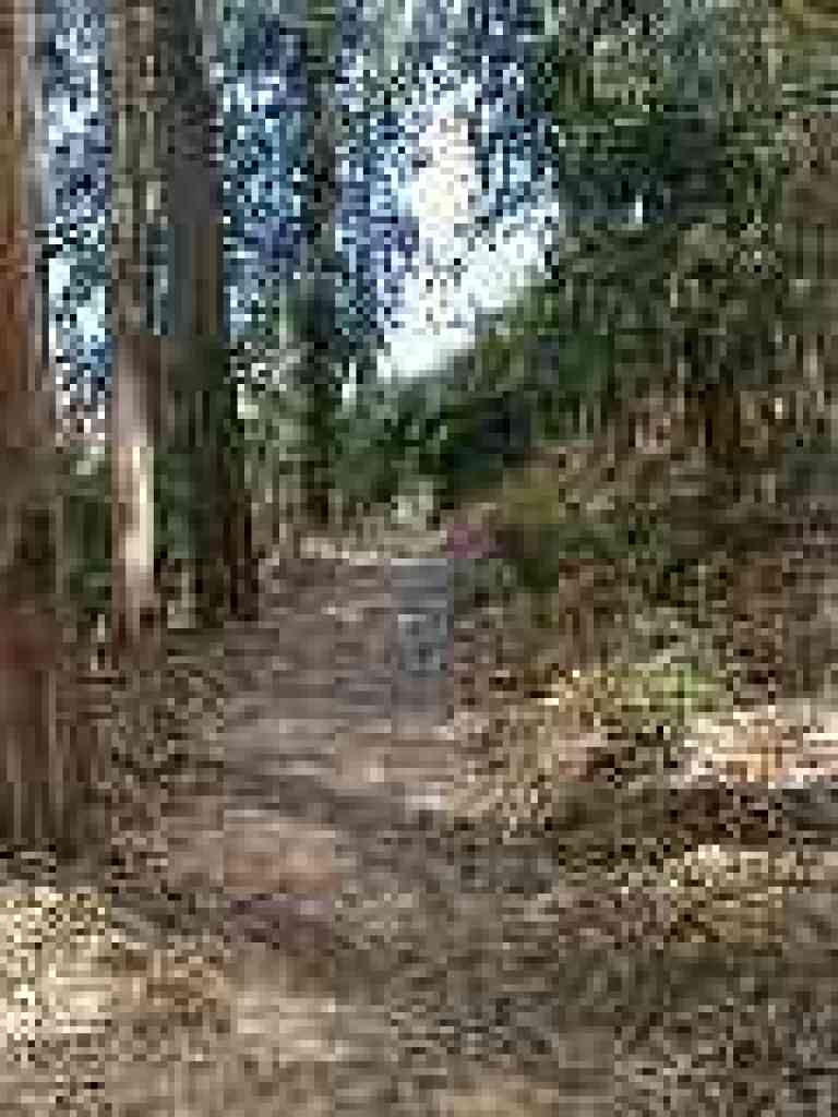 Through eucalyptus