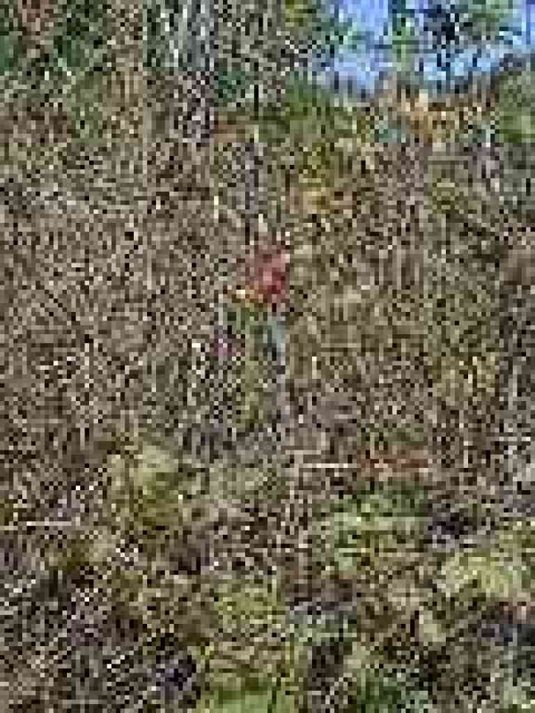 Wild rose hips
