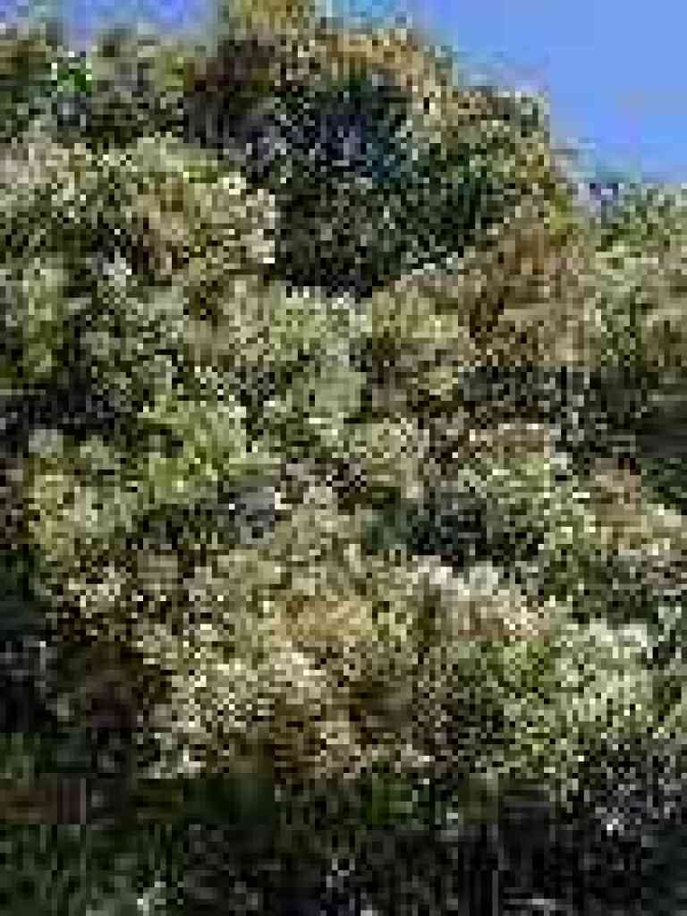 Toyon