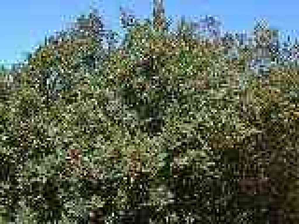 Coffeeberry