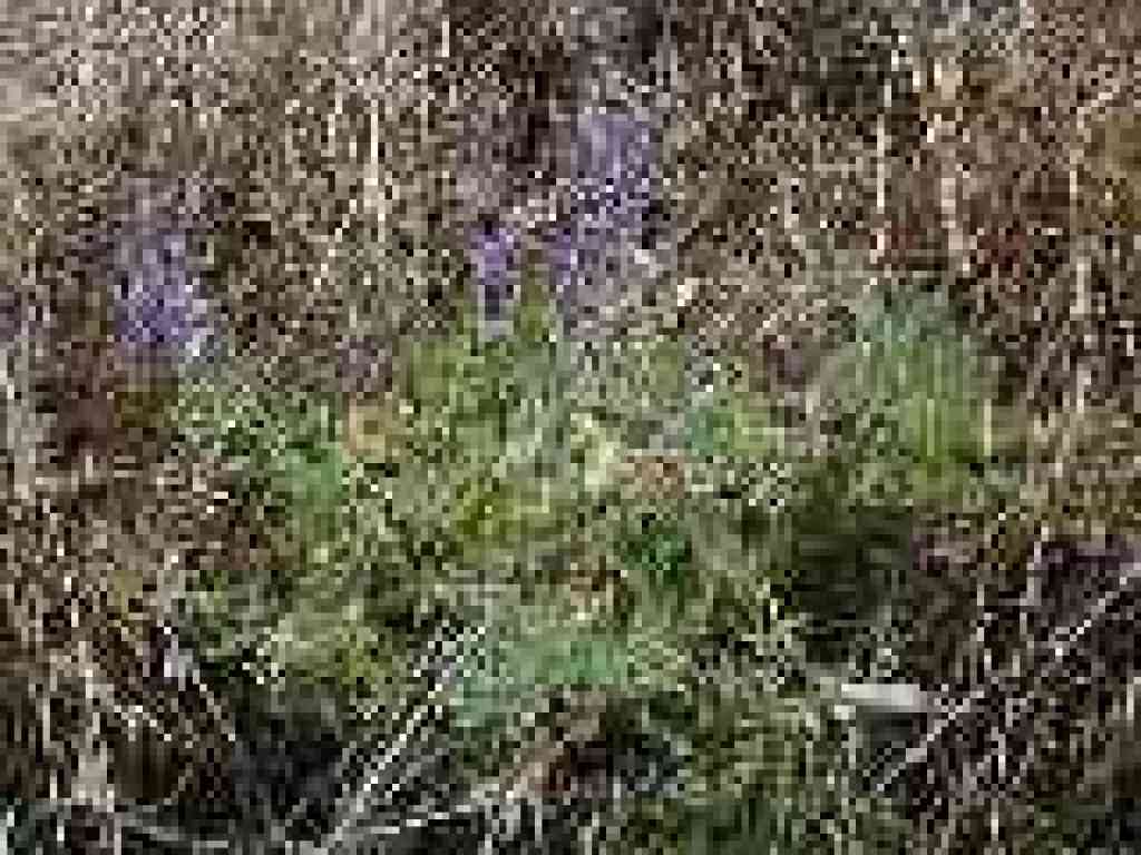Lupine