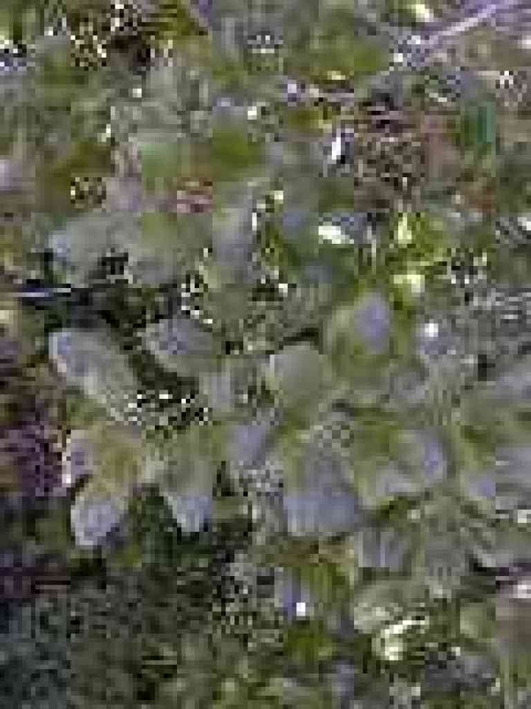 Coast live oak