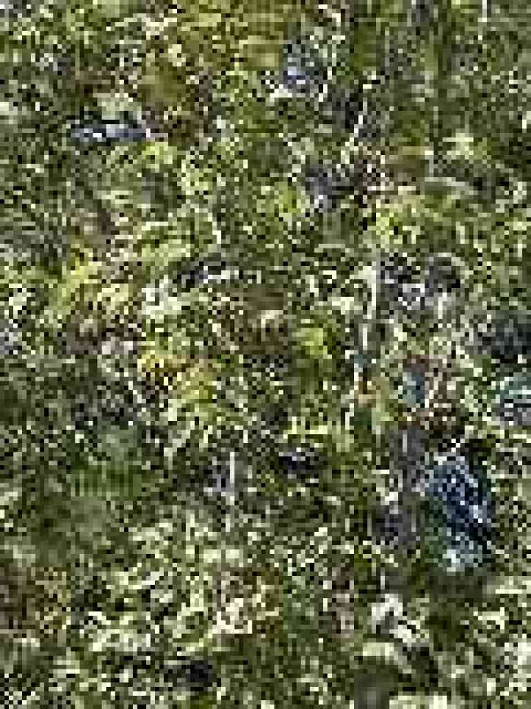 Plum tree