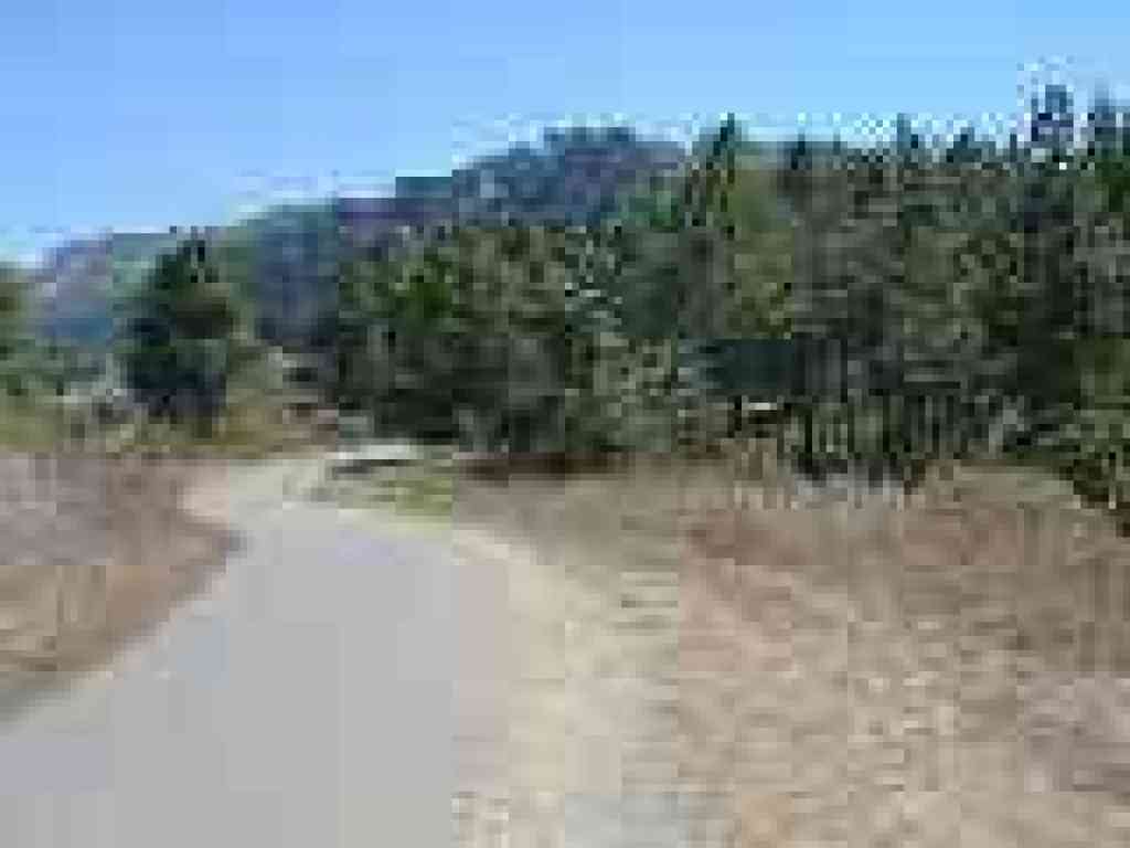 Through Monterey pines