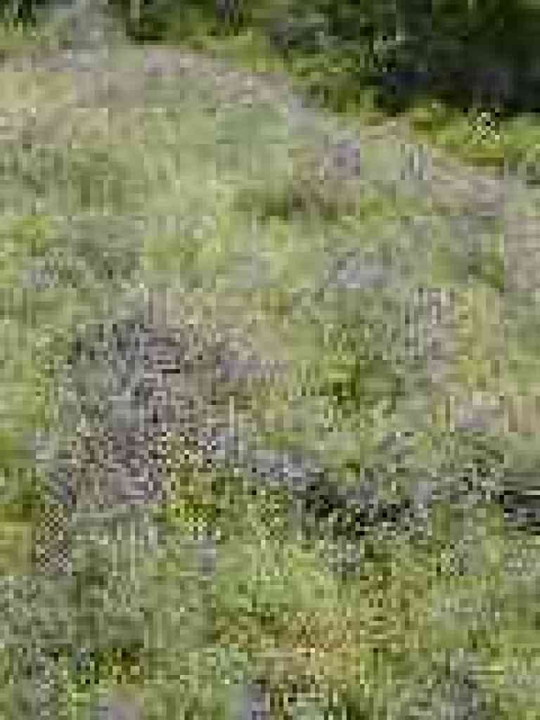 Vetch