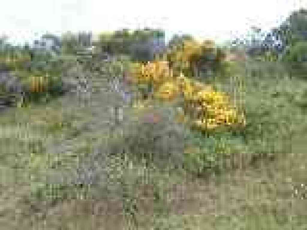 Broom