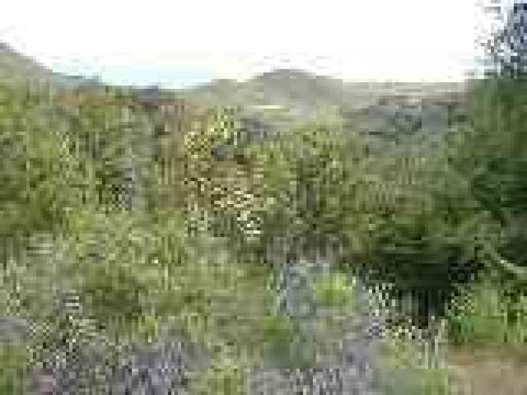 Looking northeast