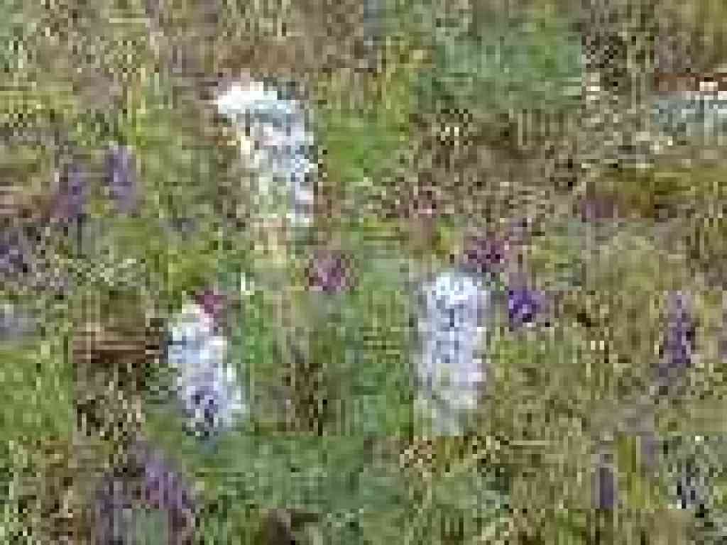 Lupine