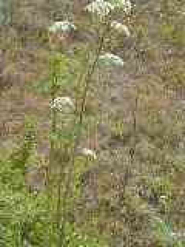 Poison hemlock