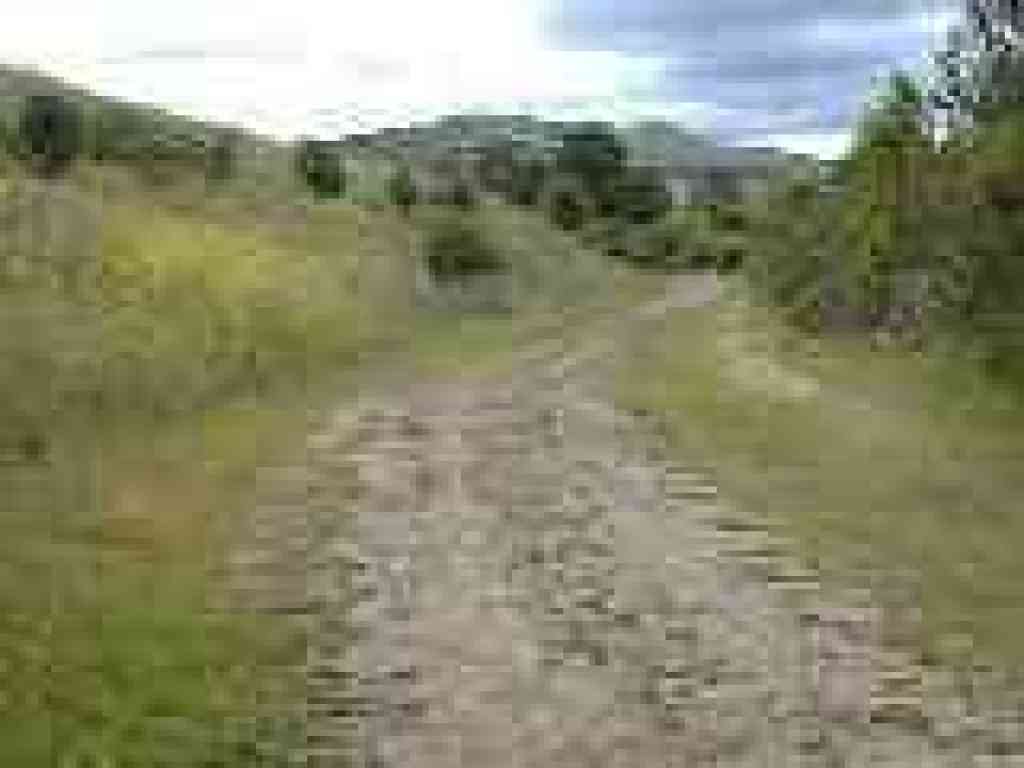 Mustard patch