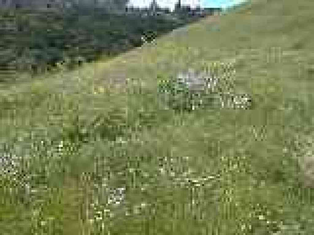 Flowers in the grass
