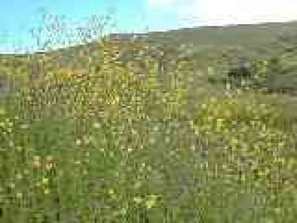 Mustard