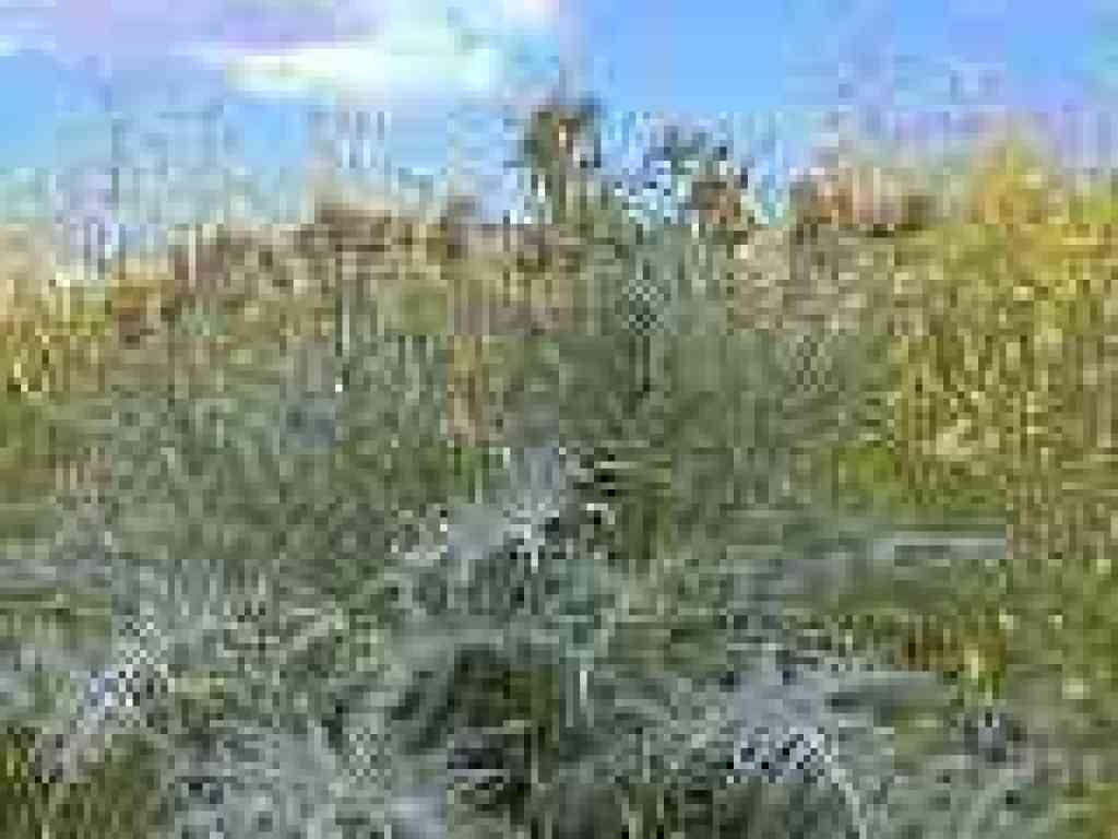 Cardoons and mustard