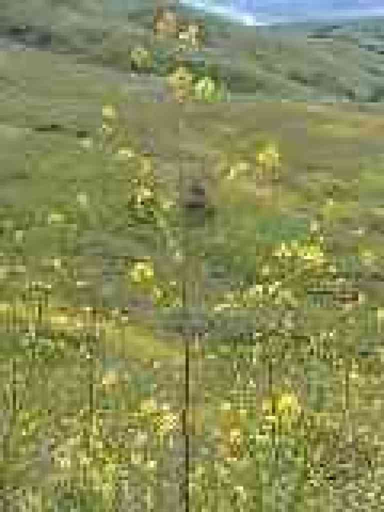 Mustard