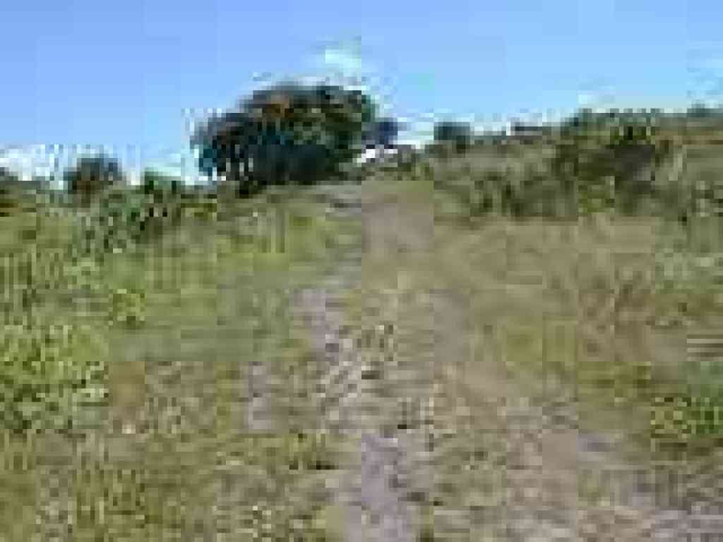 Oaks line the trail