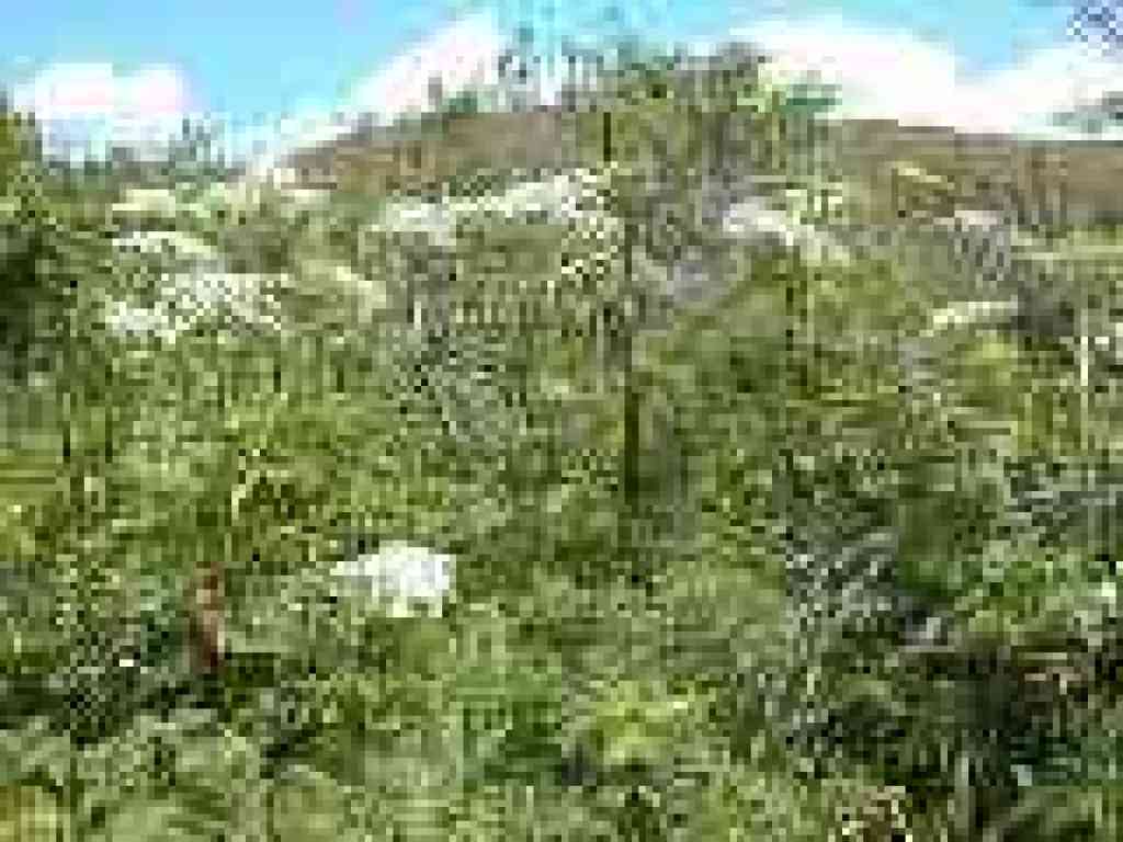 Cow parsnip