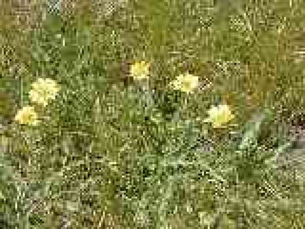 Yellow flowers