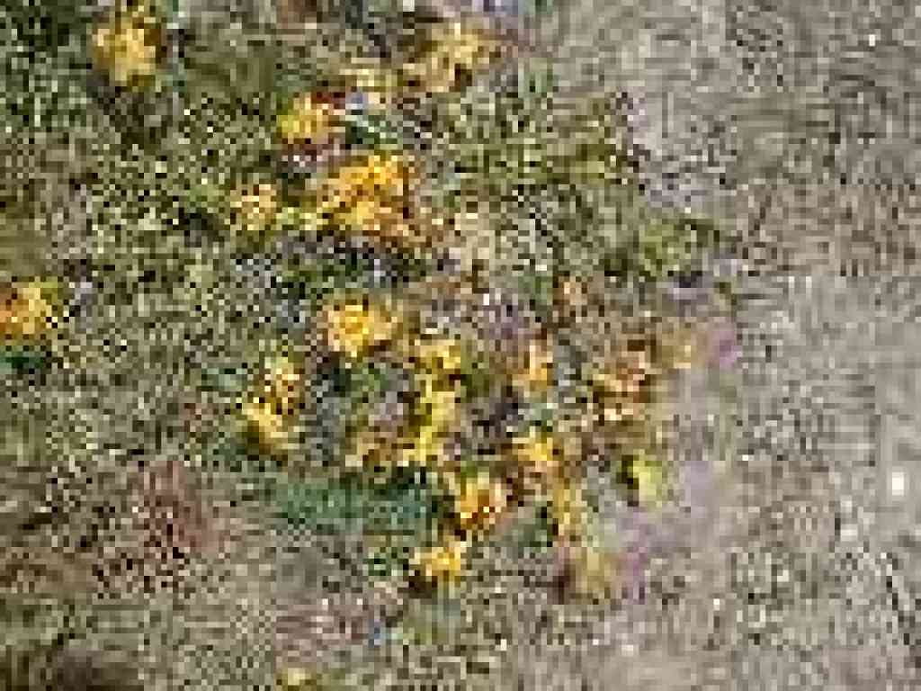 Birdsfoot lotus