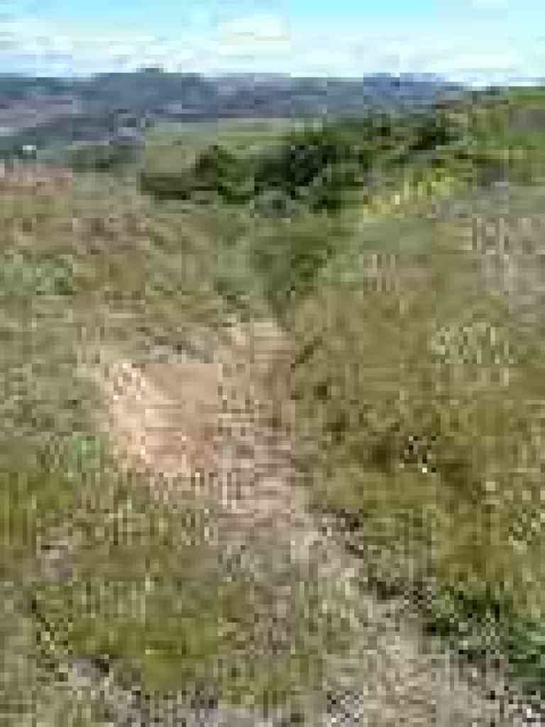 Cow path?