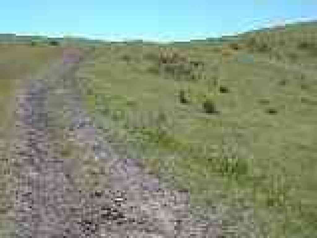 Grassland