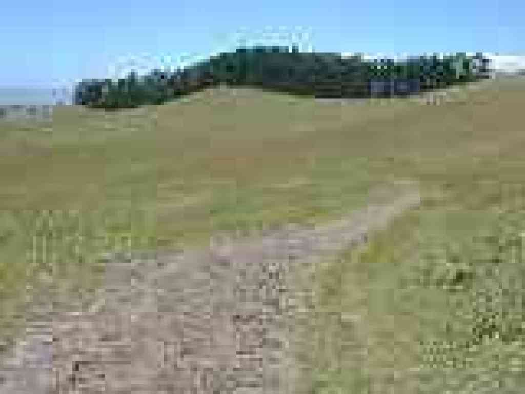 Trees on the ridge line