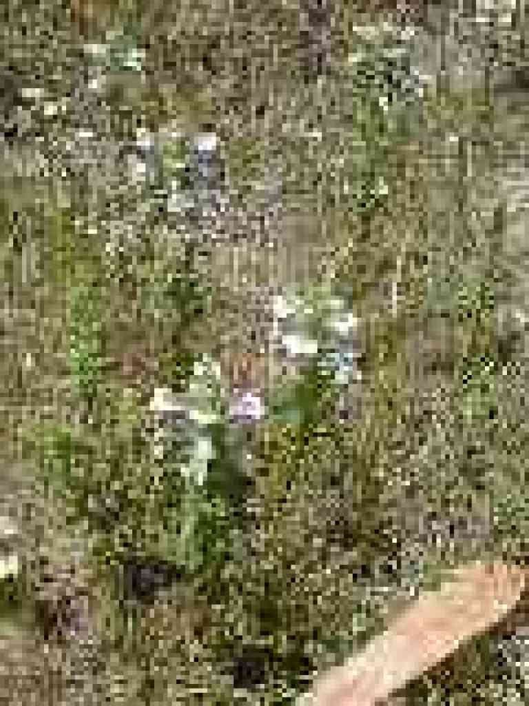 Bellardia