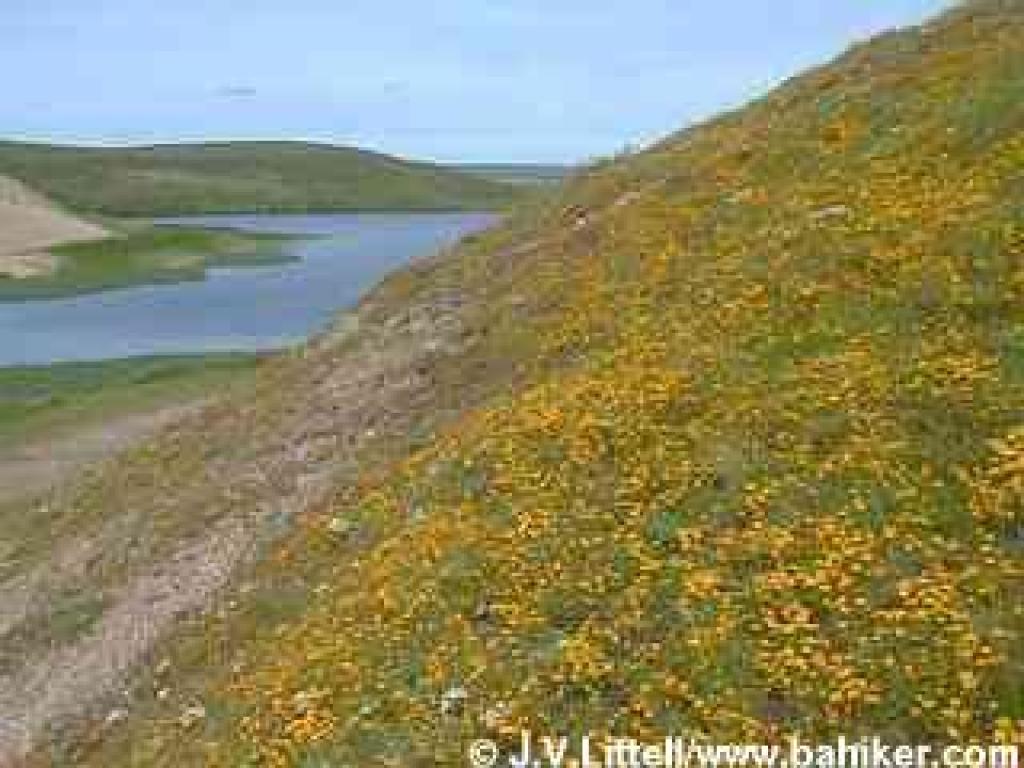 Carpet of goldenfield