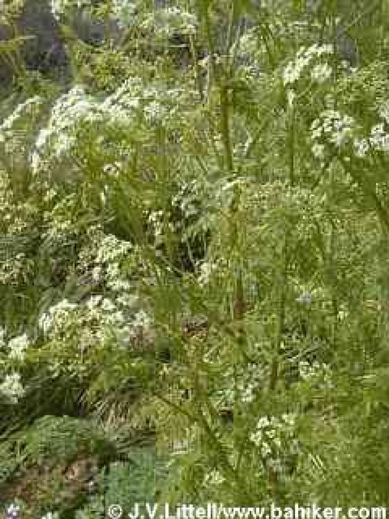 Poison hemlock
