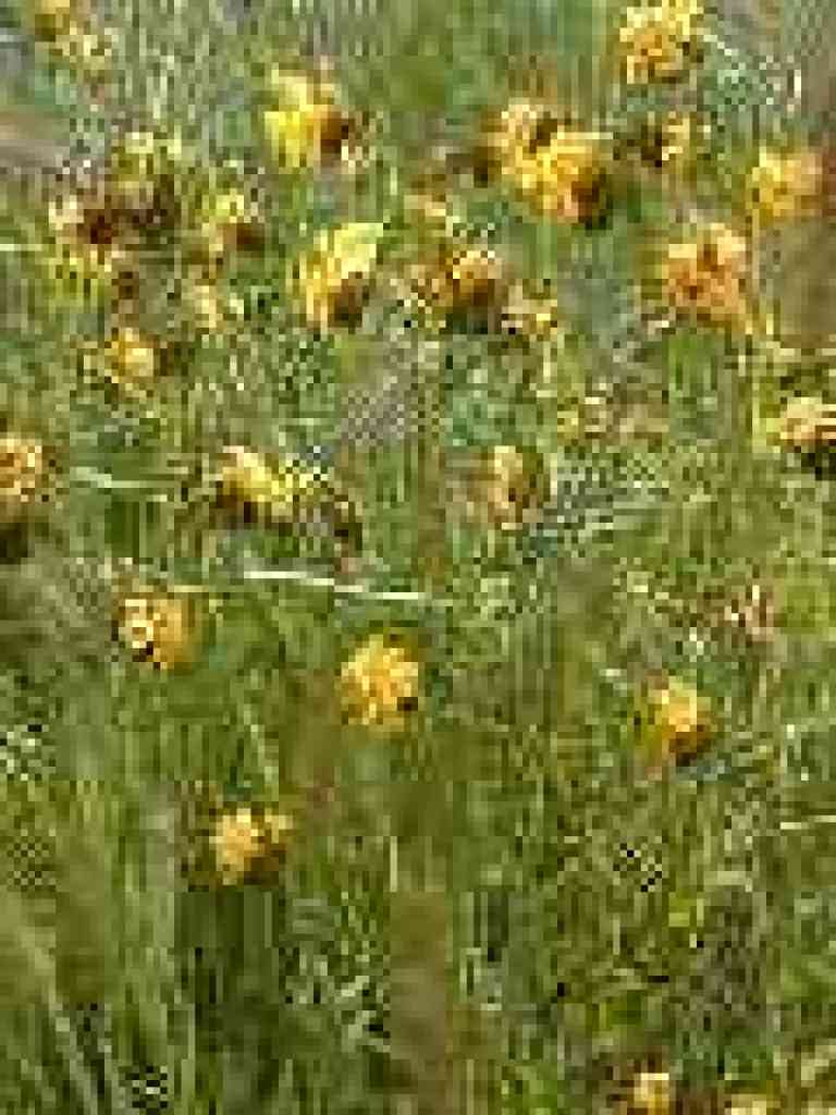 Fiddlenecks