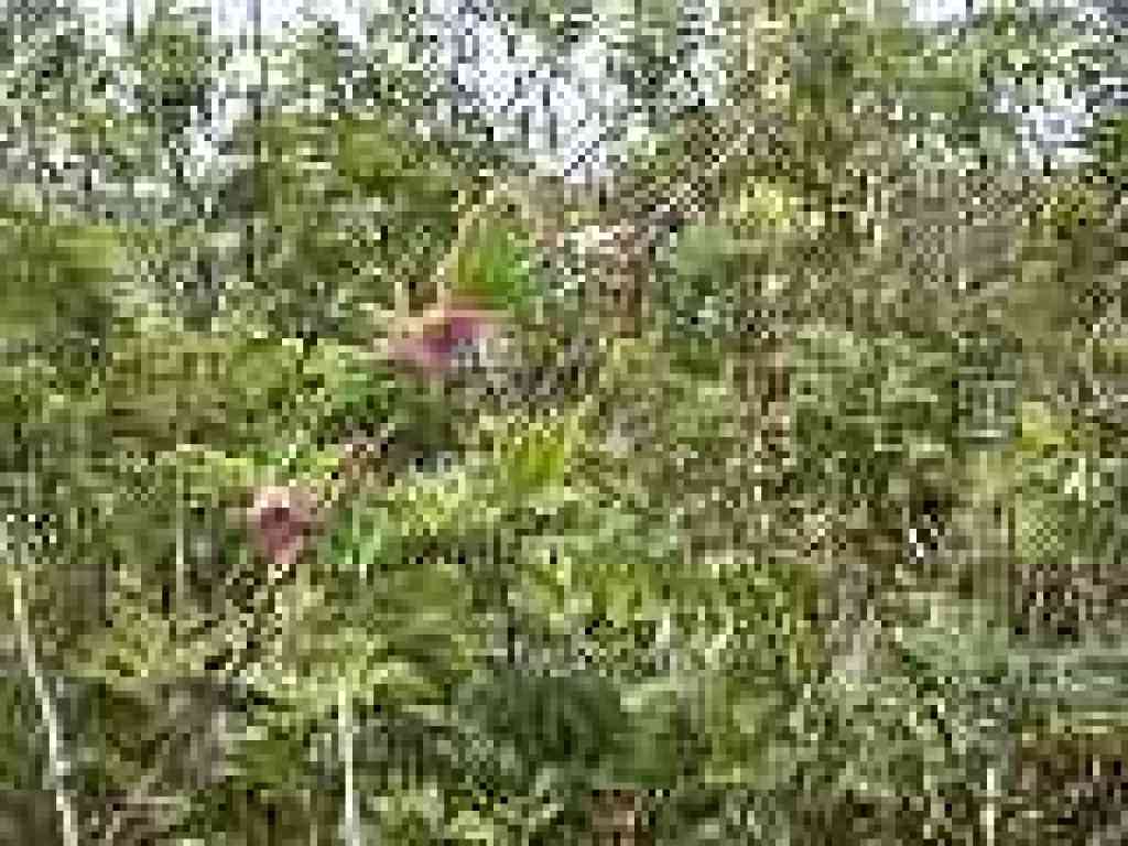 Salmonberry bush