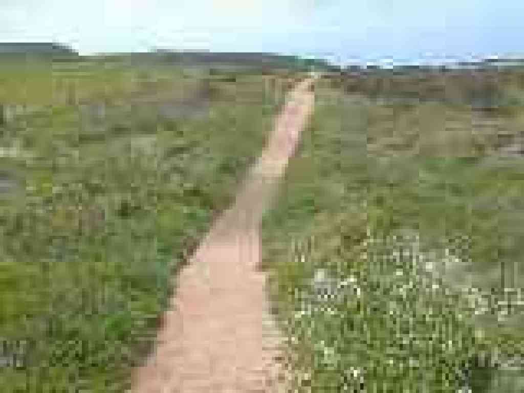 Trail