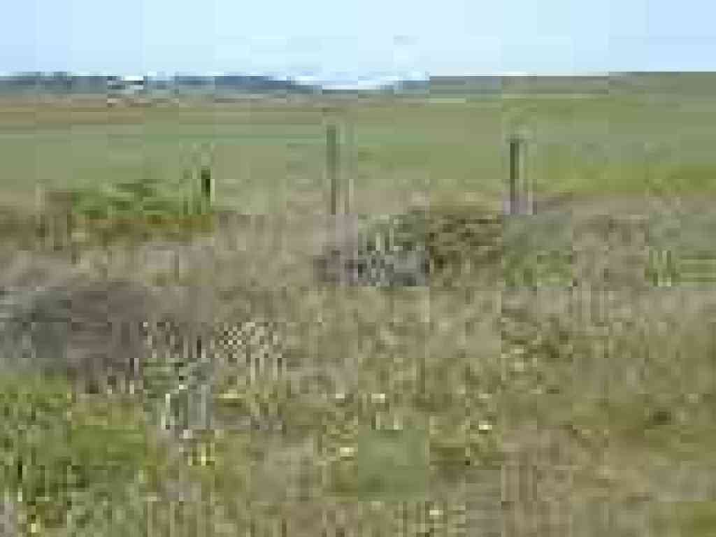 Quail sitting on fence post
