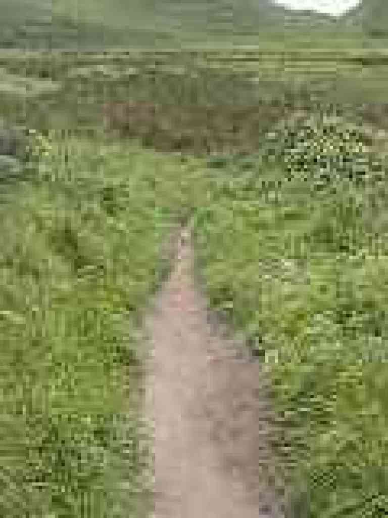 Trail narrows