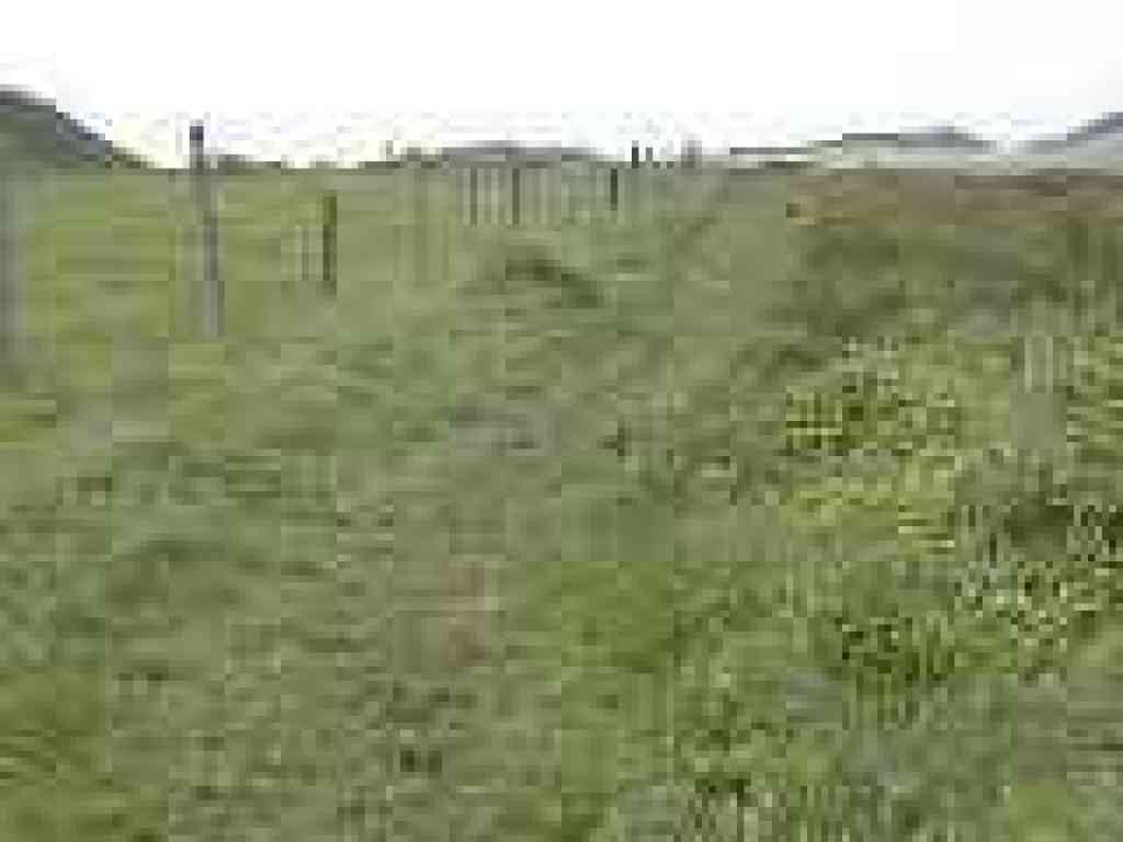 Edging along the fenceline