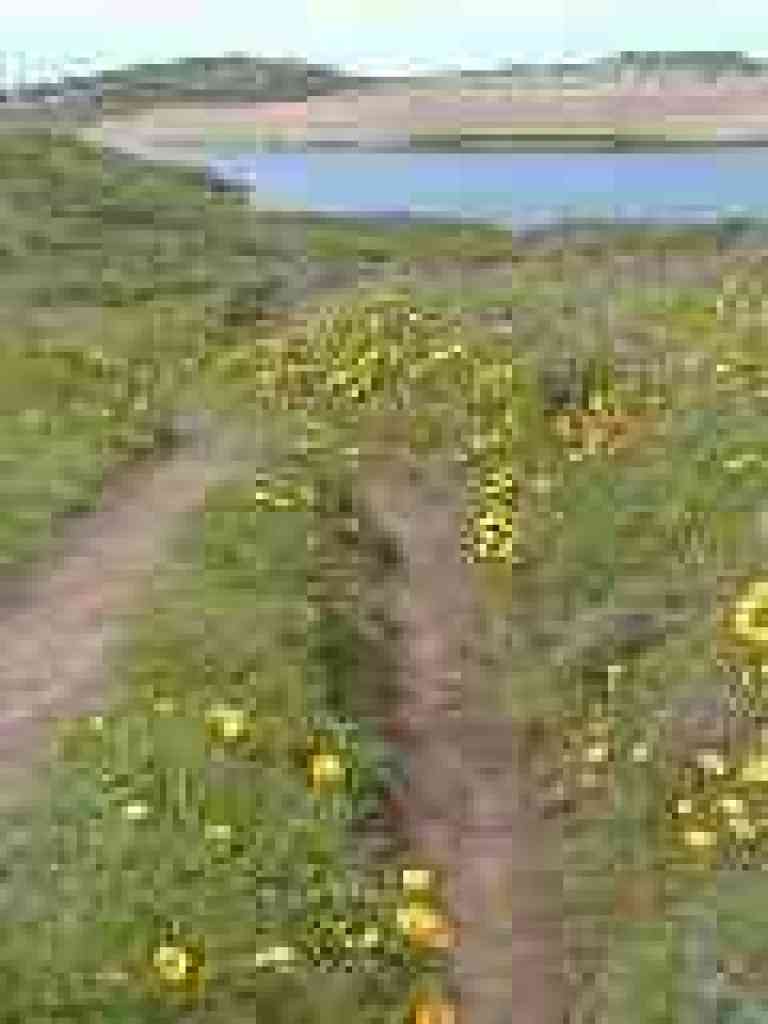 Poppies line the trail