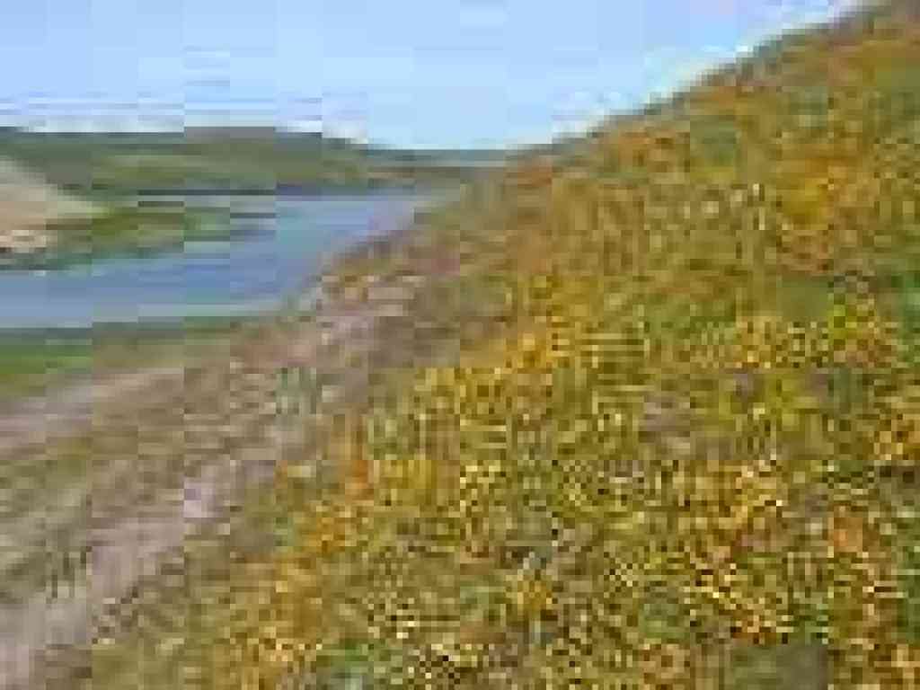 Goldenfields