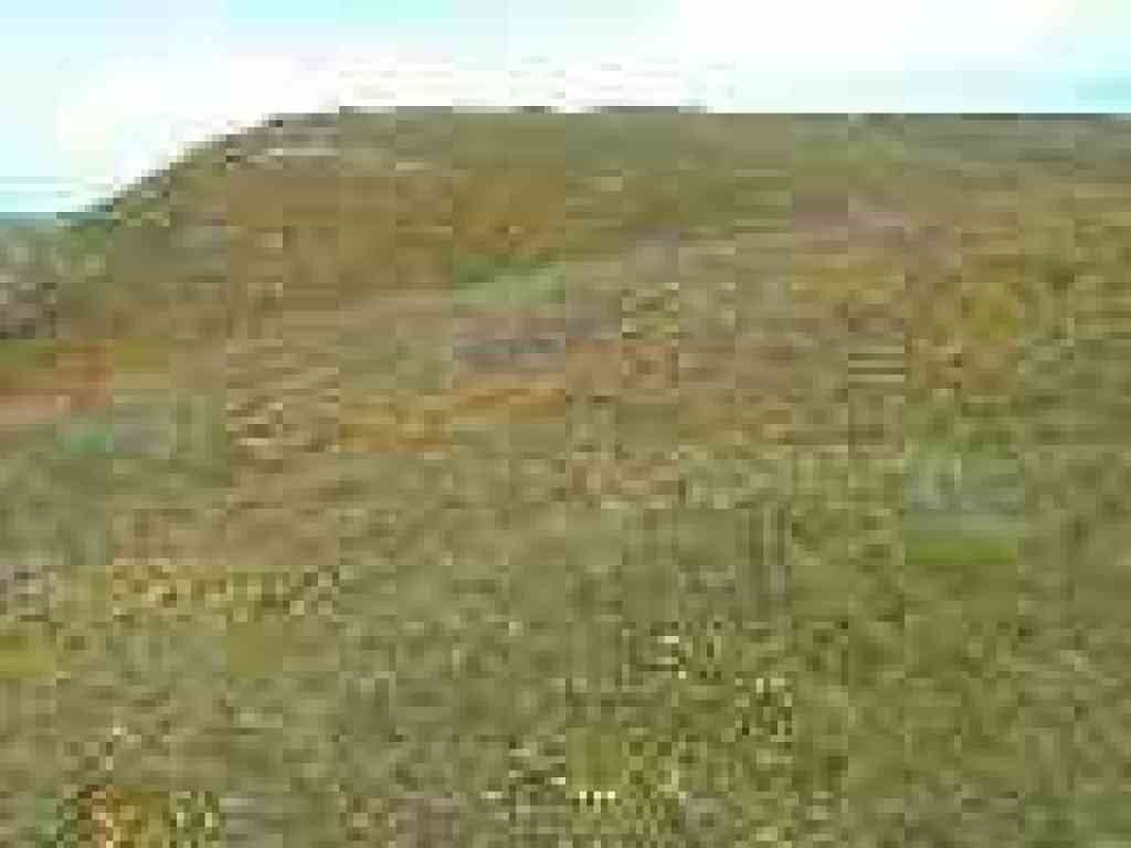 Carpet of wildflowers